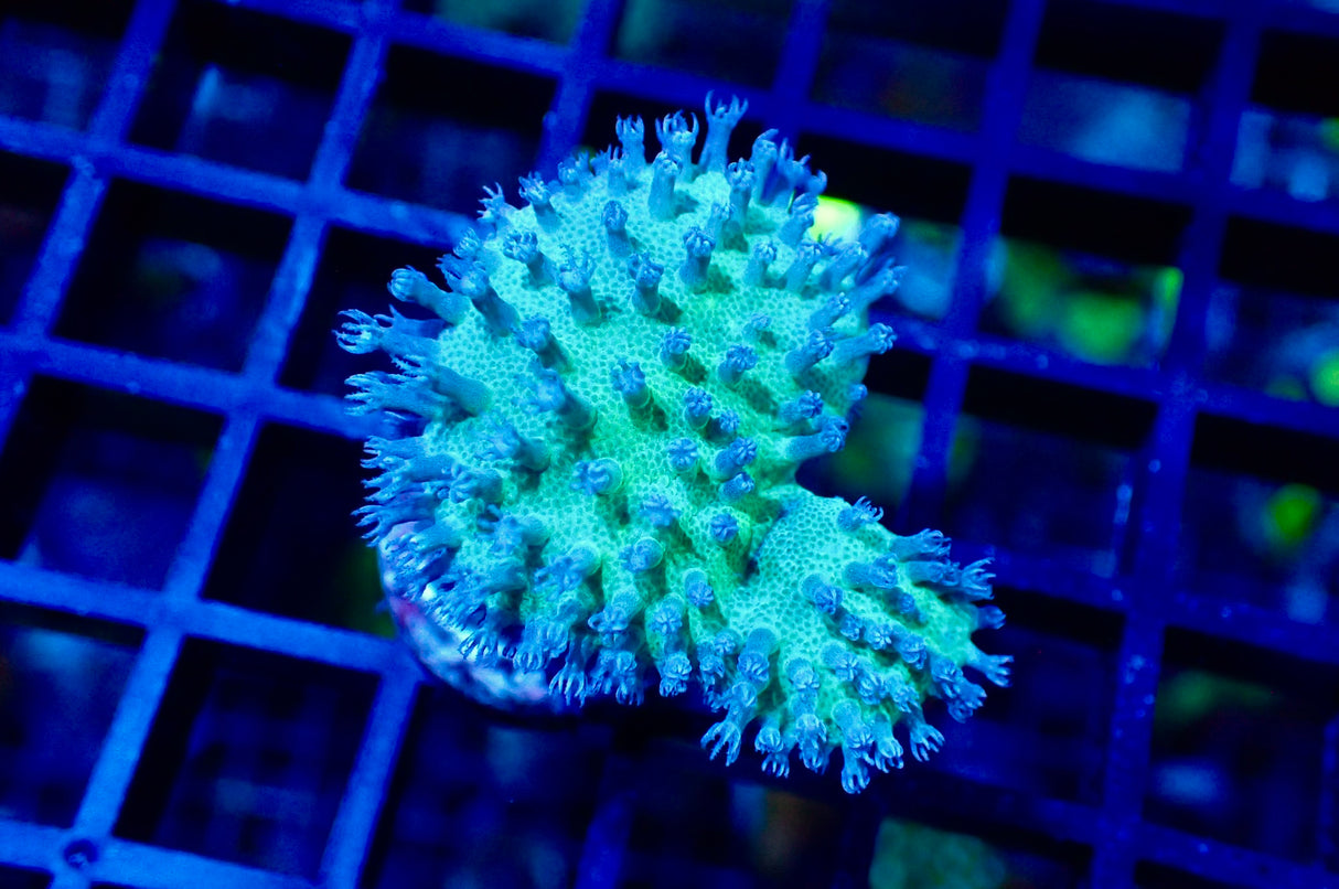 Sarcophyton - corallo cuoio verde fungo WYSIWYG