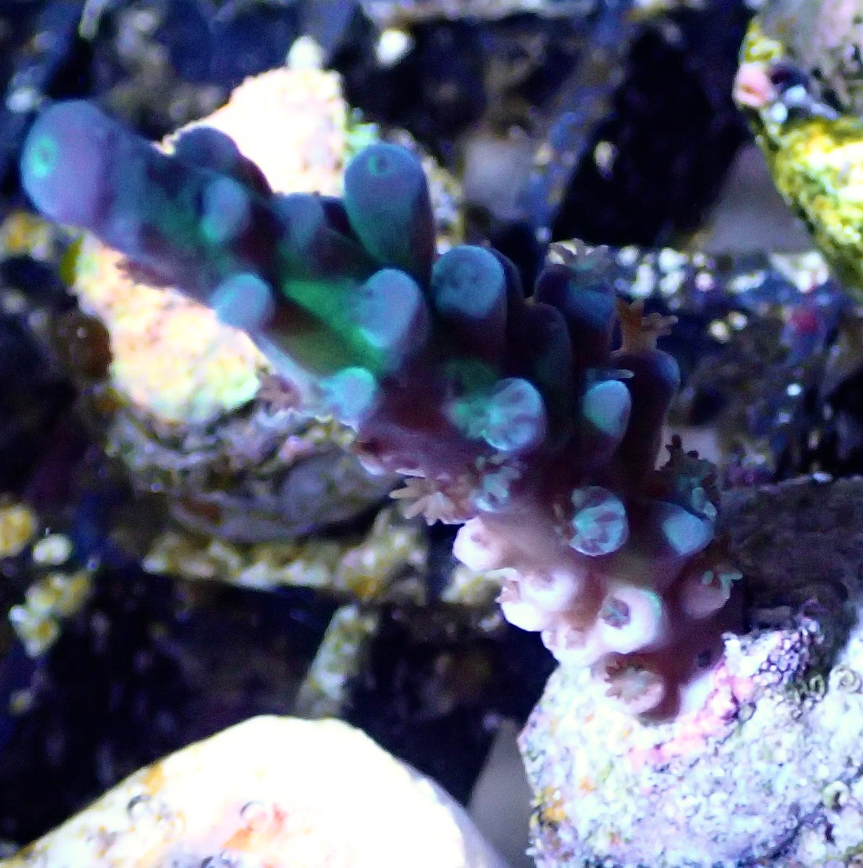 Acropora tenuis