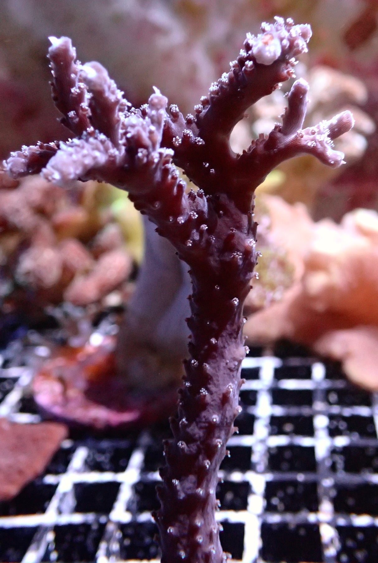 Staghorn blau WYSIWYG