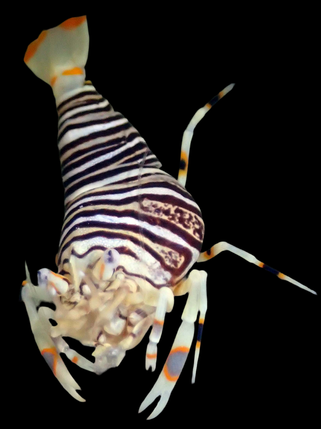 Gnathophyllum americanum - Gestreifte Harlekingarnele