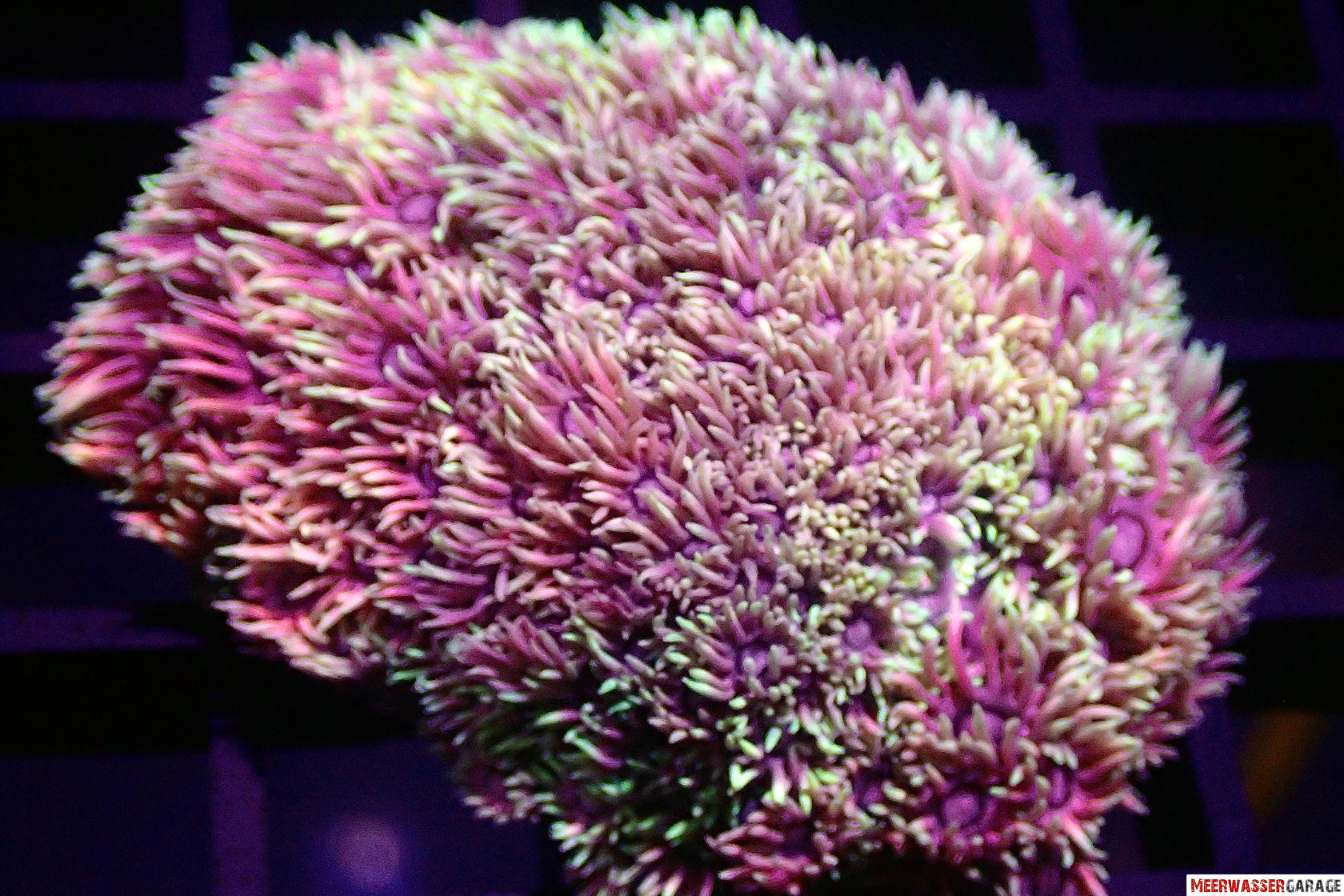 Goniopora Unicorn Dream
