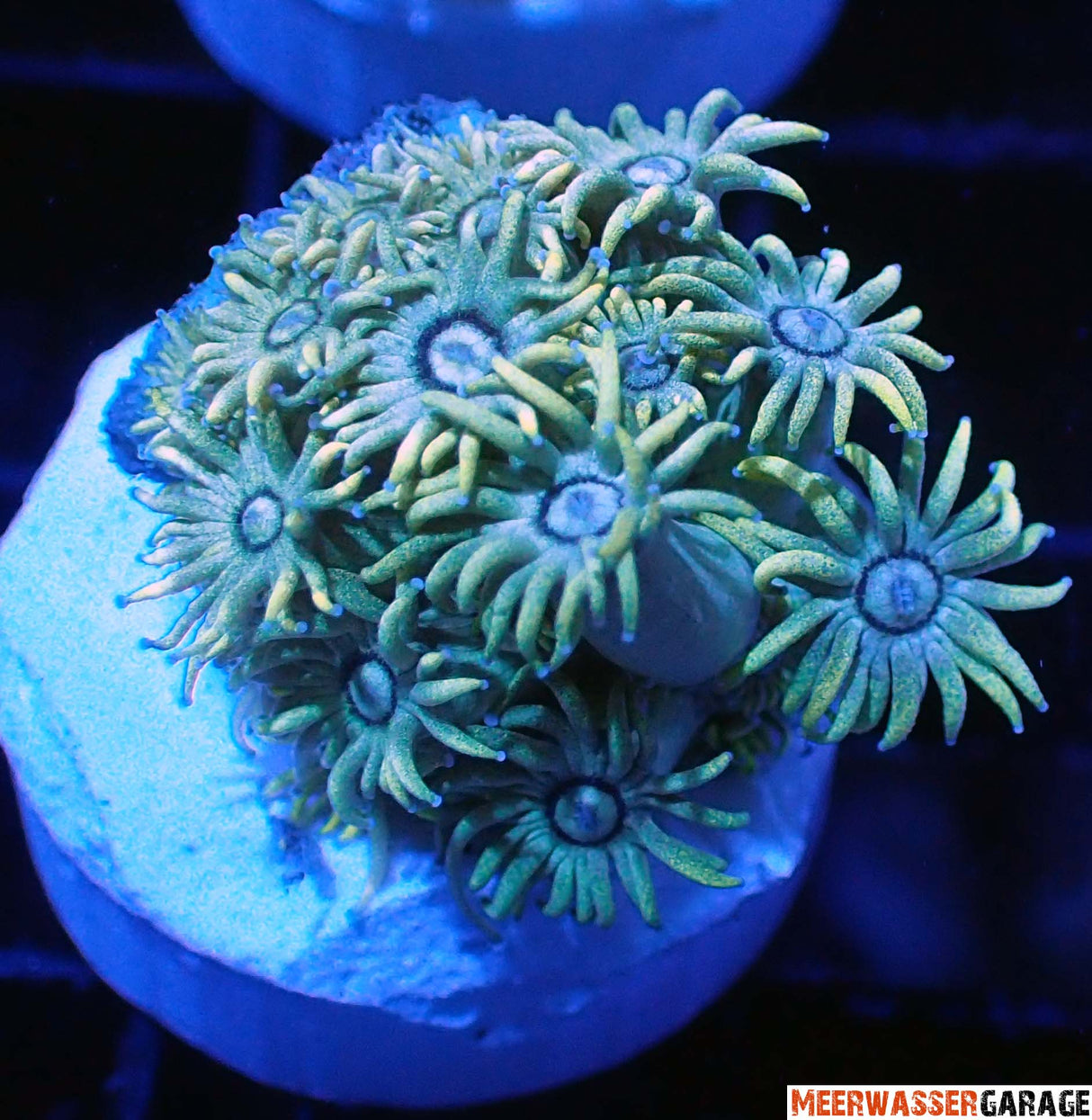 Goniopora gelb