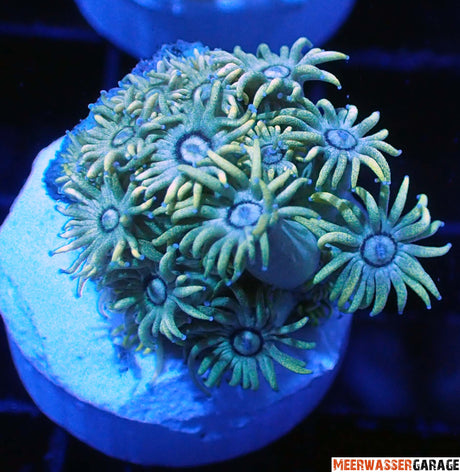 Goniopora gelb