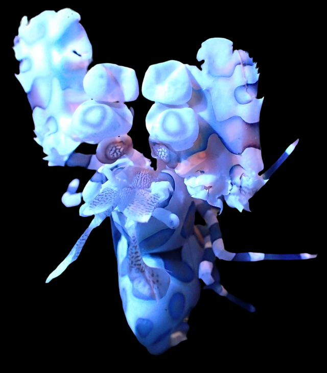 Hymenocera Picta - Harlekingarnele