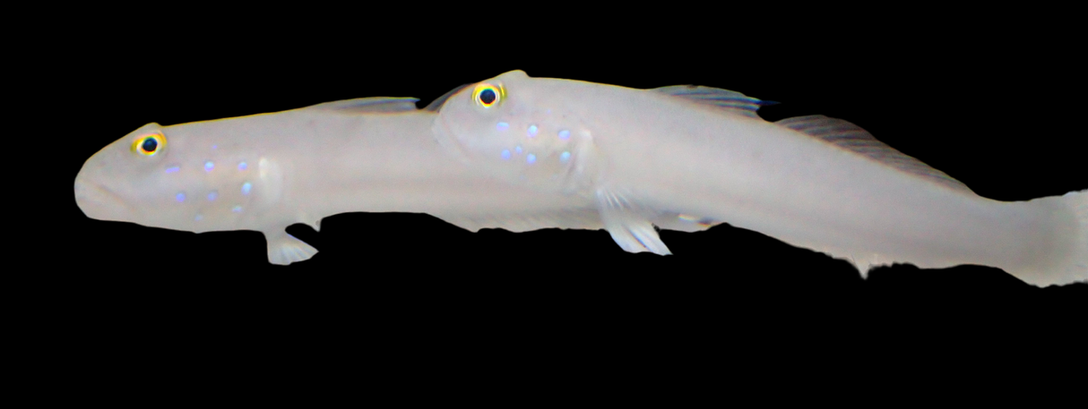 Valenciennea sexguttata - Sechspunkt-Schläfergrundel