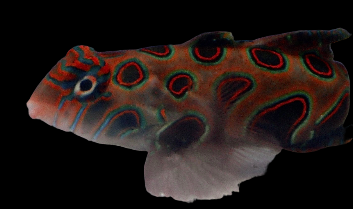 Synchiropus Picturatus - LSD Mandarinfisch Paar