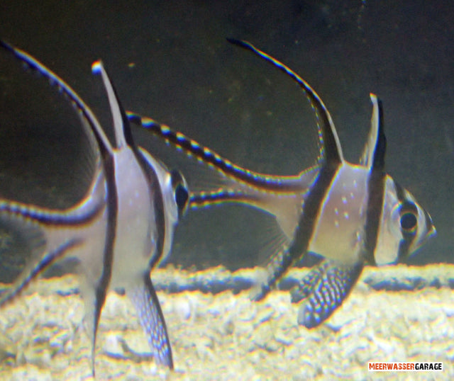 Pterapogon Kauderni Nachzucht Paar