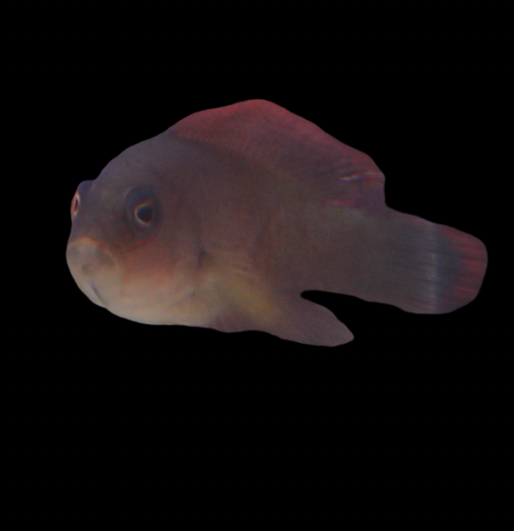 Labracinus cyclophthalmus
 Zwergbarsch