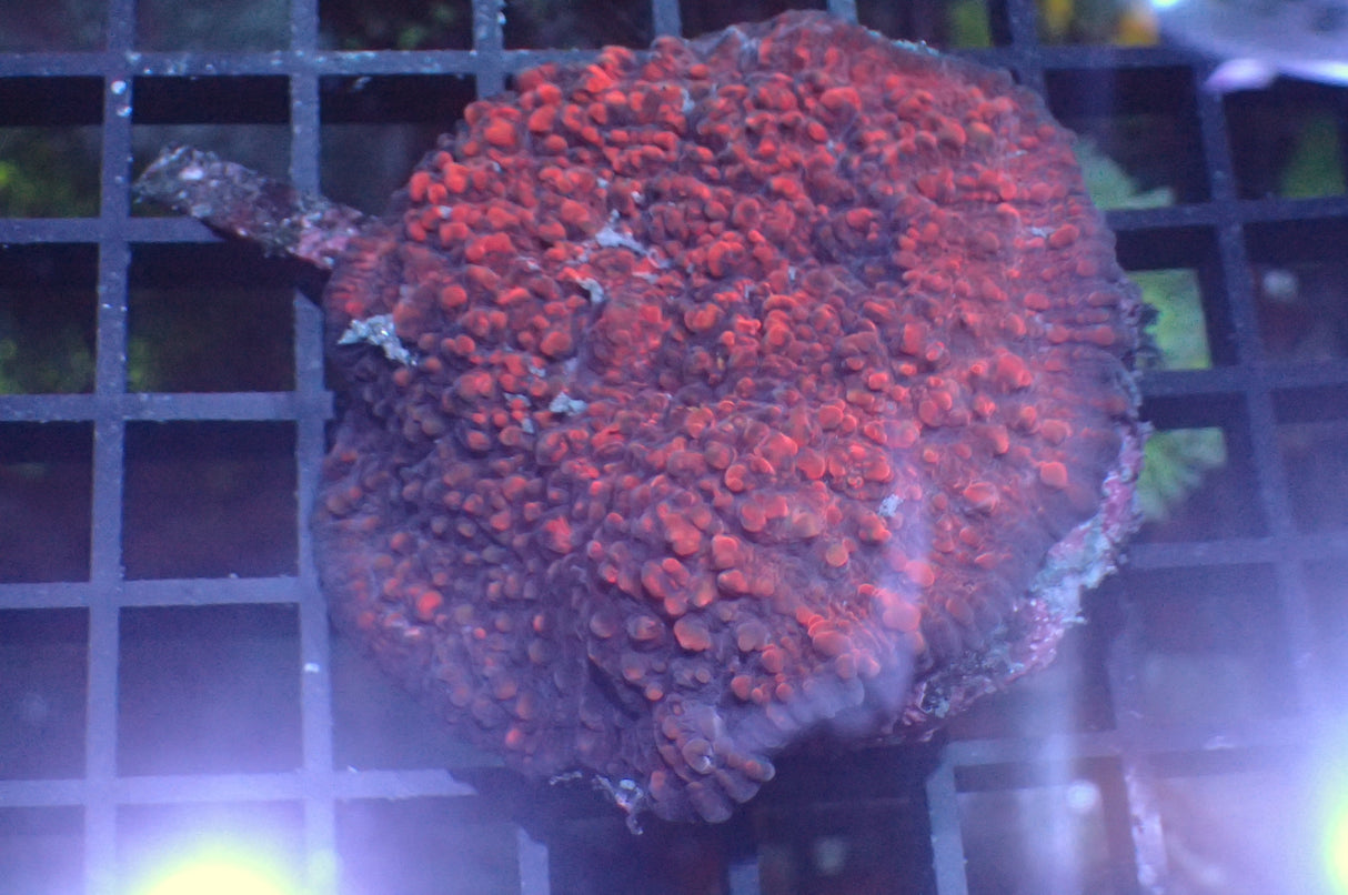 Oxypora cf. lacera