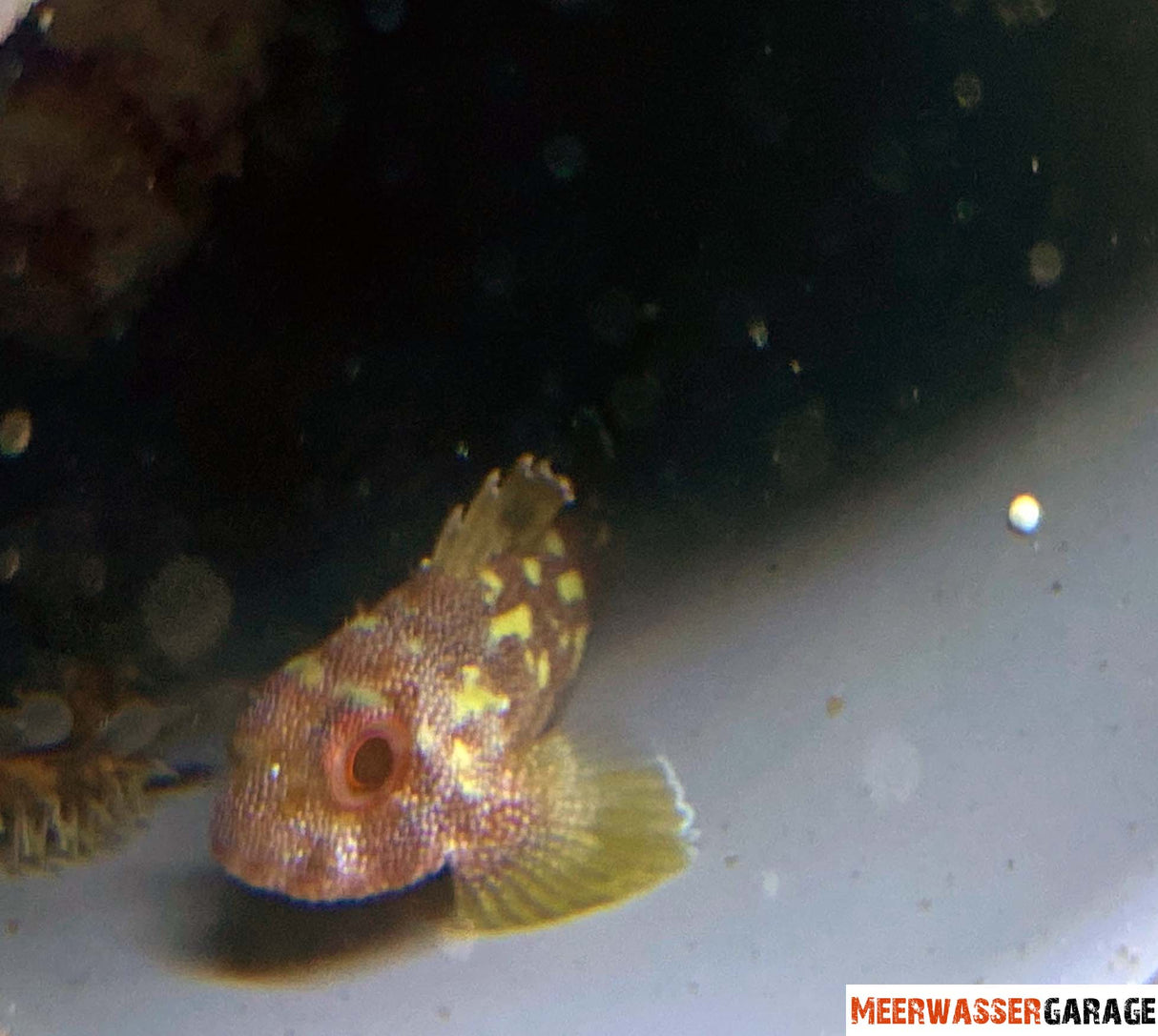 Sebastapistes cyanostigma - Poisson-scorpion à points jaunes