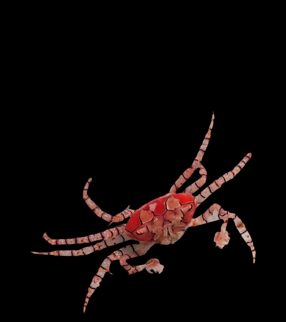 Lybia Tessellata - Boxerkrabbe - Pompom-Krabbe