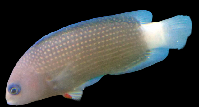 Manonichthys alleni - Sabah Zwergbarsch RAR