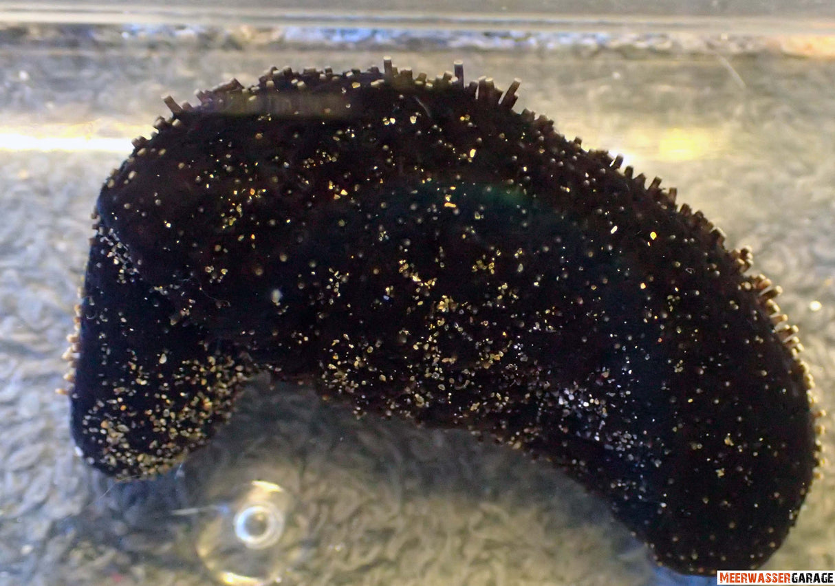 Schwarze Seegurke - paracumaria sp.