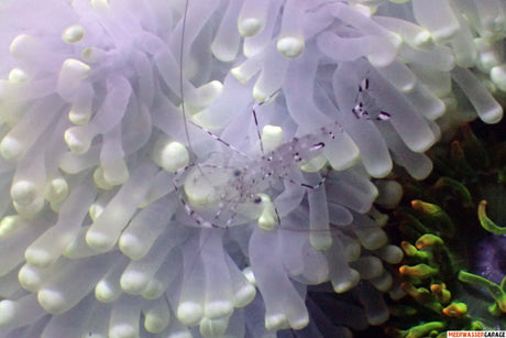Ancylomenes holthuisi - Anemonen-Partnergarnele