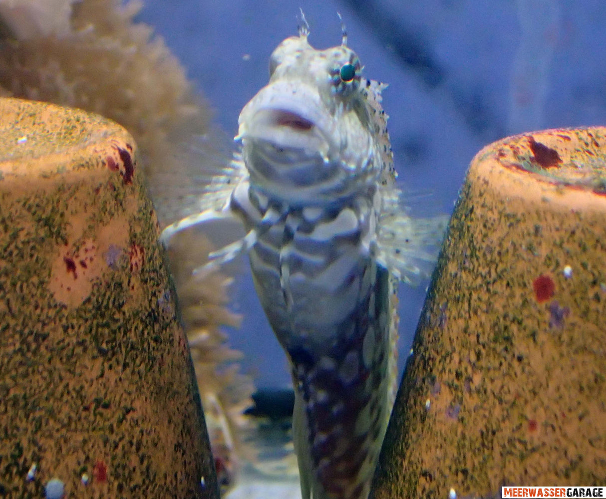 Salarias fasciatus - Blennie d'algues