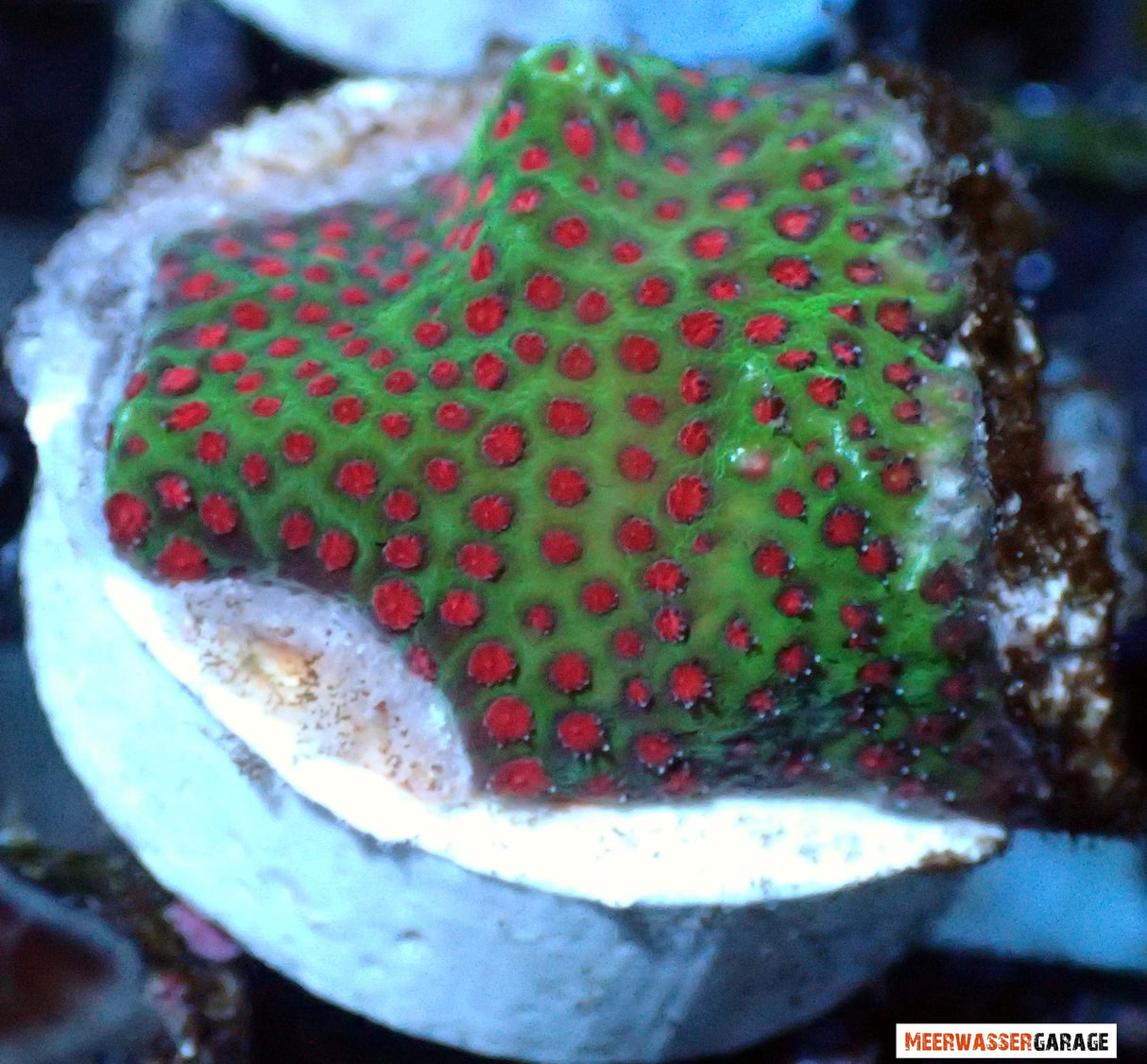 Porites the Grinch