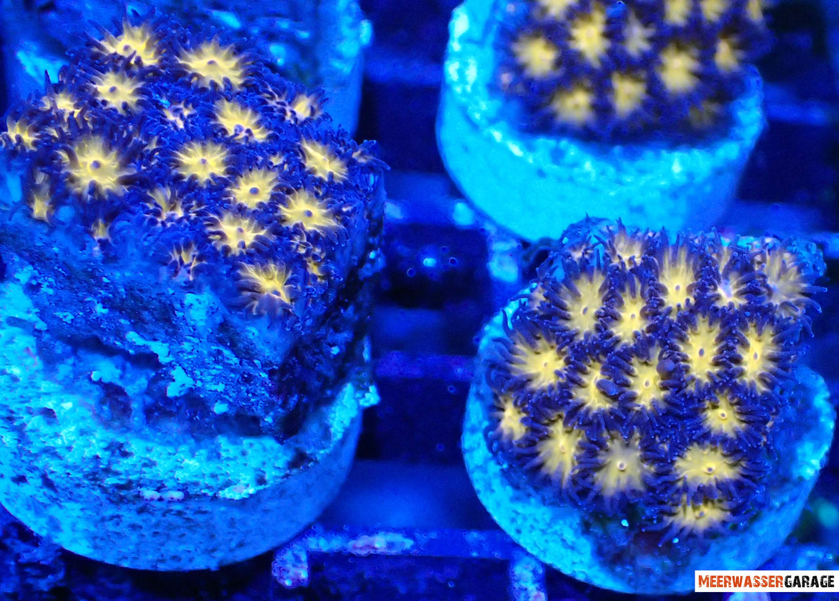 Leptastrea Ambra ardente