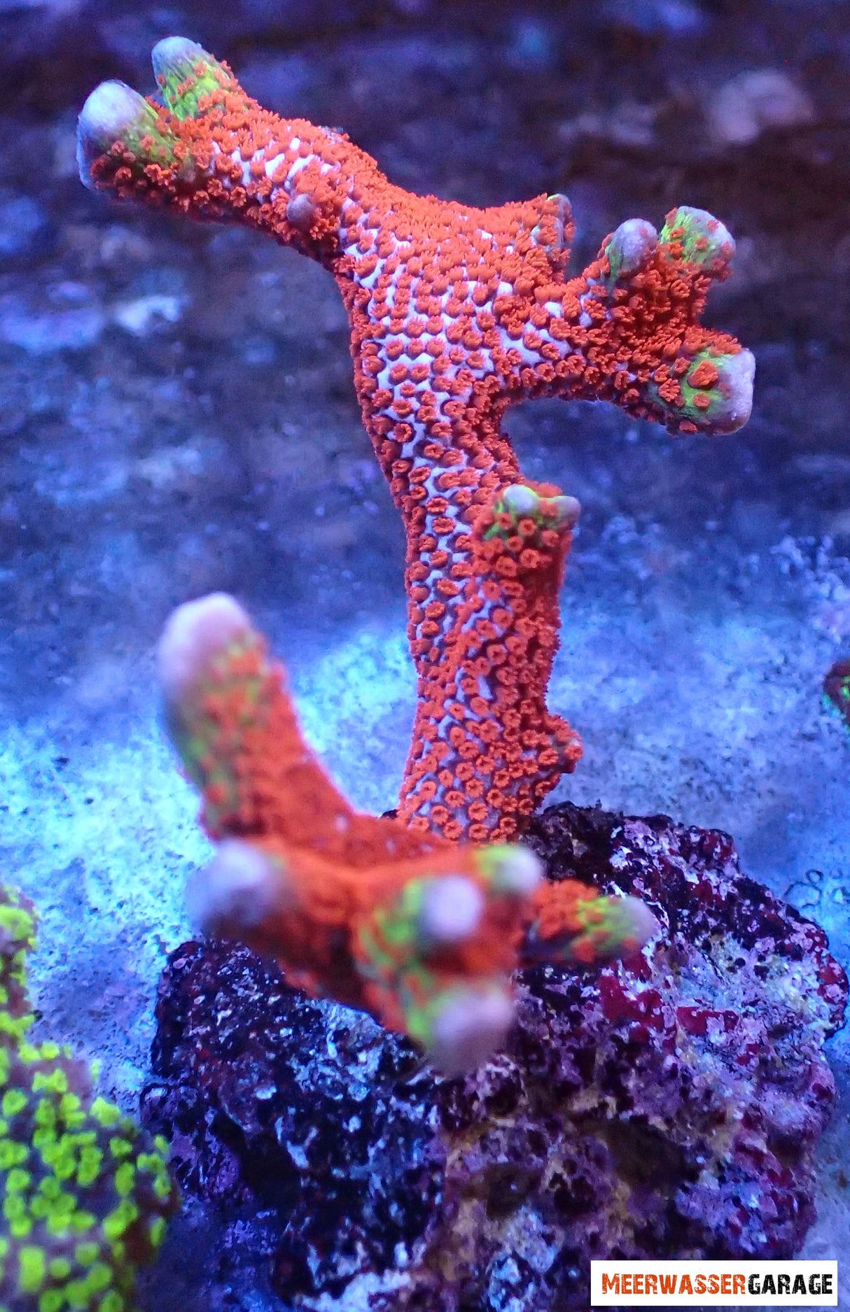 Montipora Bubblegum