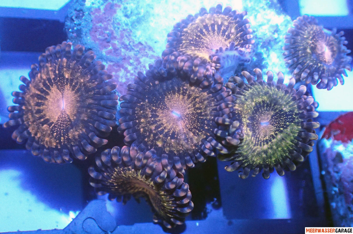 Antivenin extraterrestre de Zoanthus 