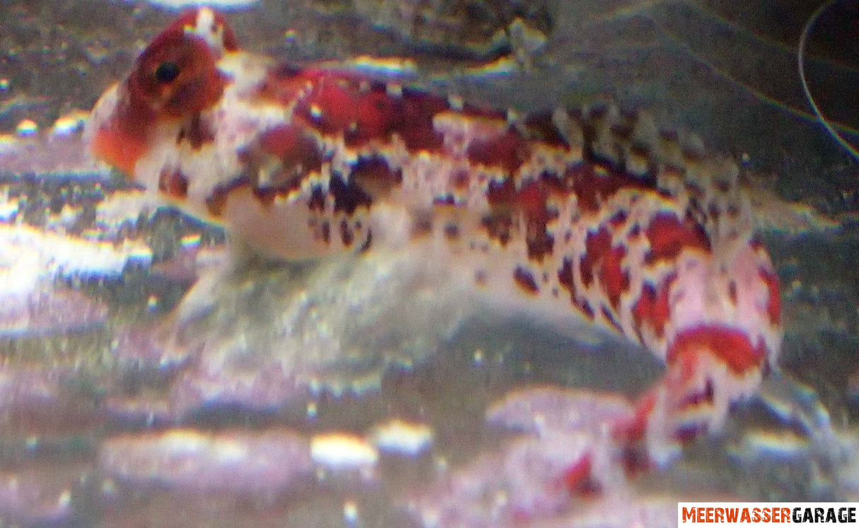Synchiropus stellatus - Sternen-Mandarinfisch