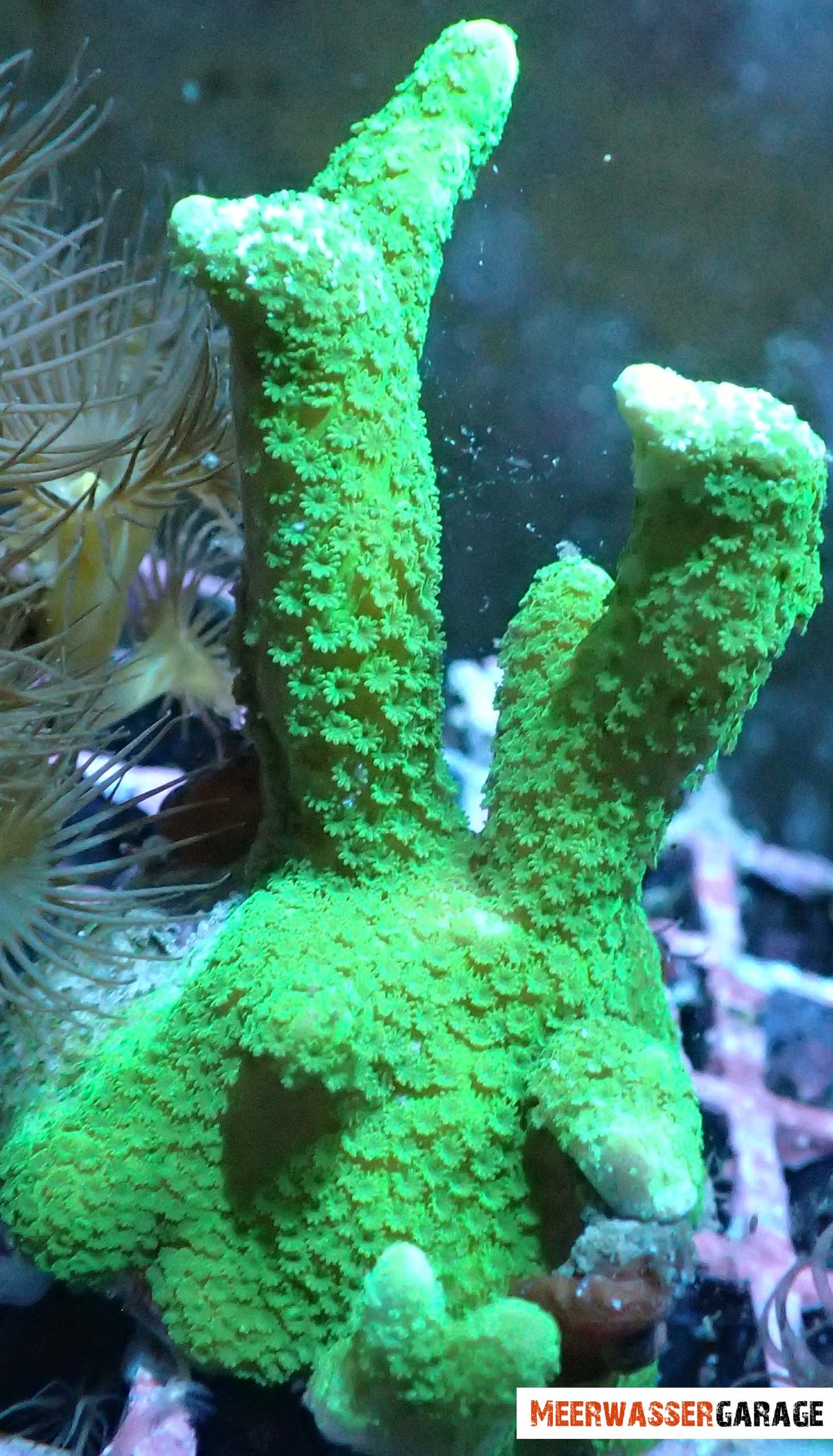 Montipora Digitata Vert