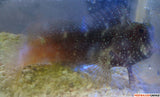 Salaria Ramosus
