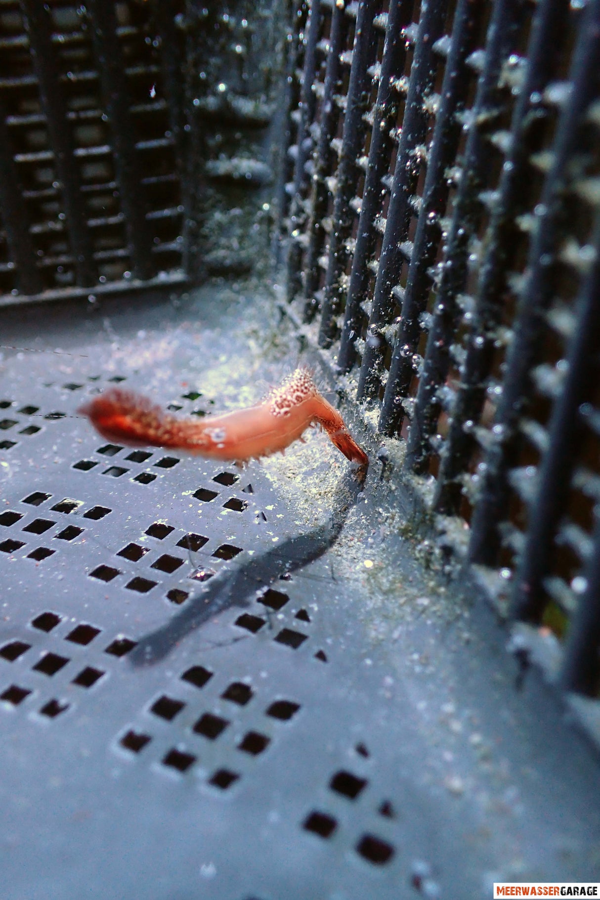 Gamberetti di pesce ago