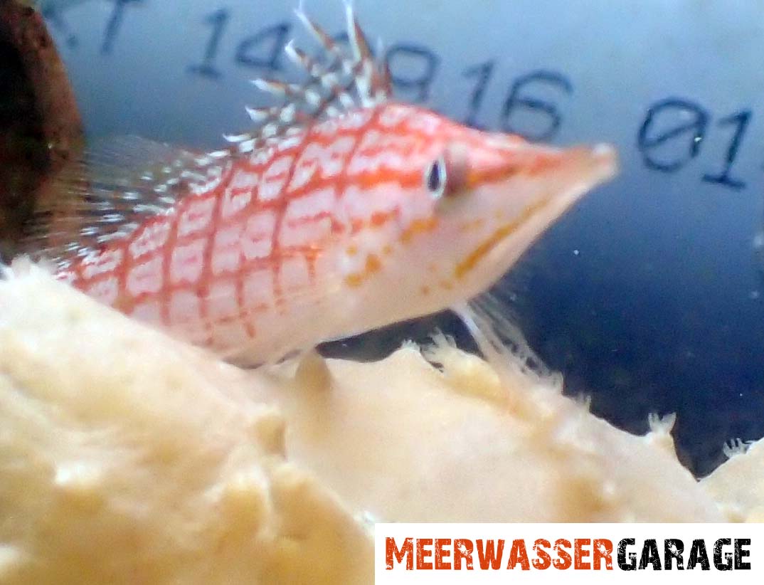 Oxycirrhites typus - Garde de corail à long museau