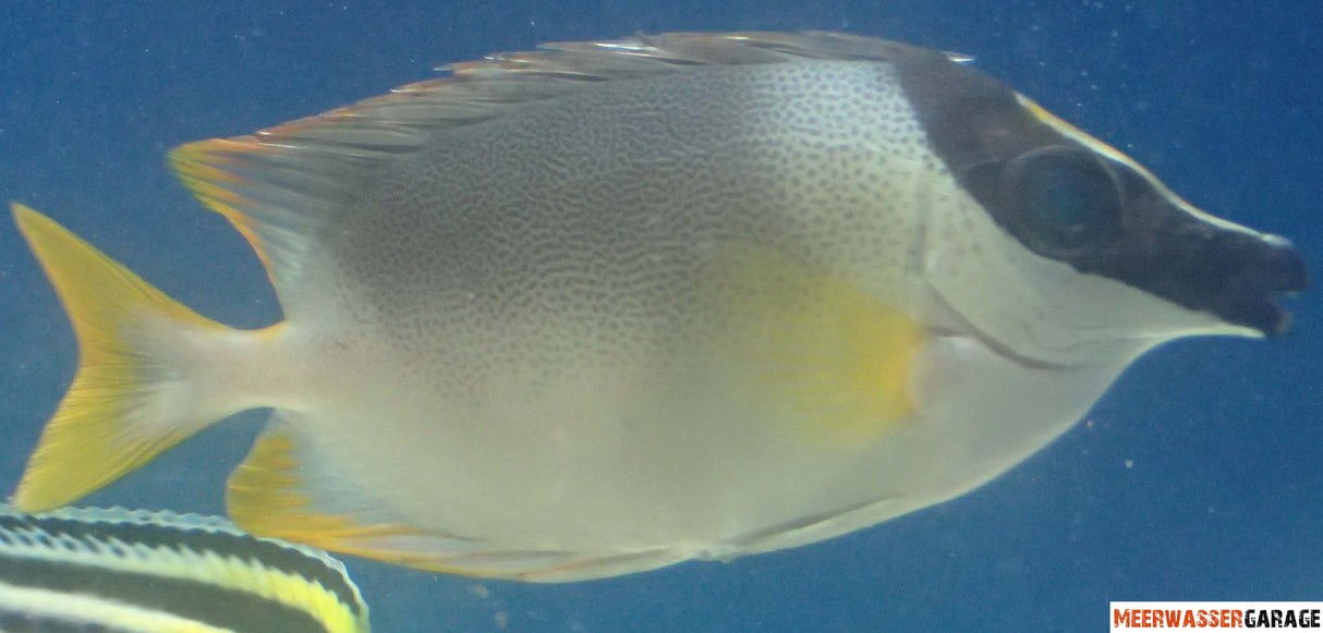 Siganus magnificus - Face de renard d'Andaman