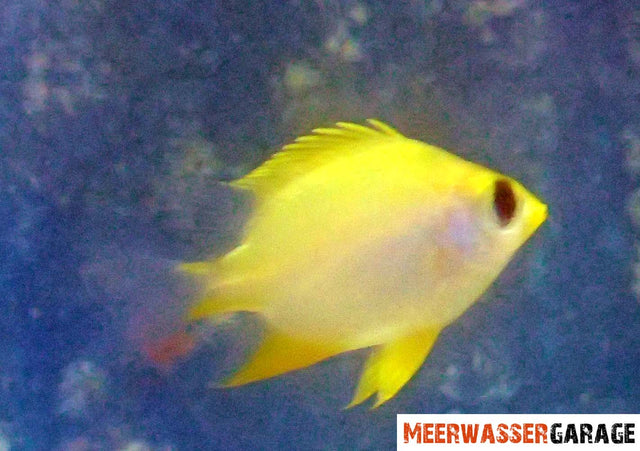 Amblyglyphidodon Aureus - Goldener Riffbarsch