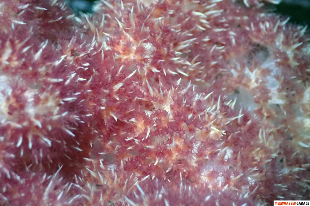 Dendronephthya