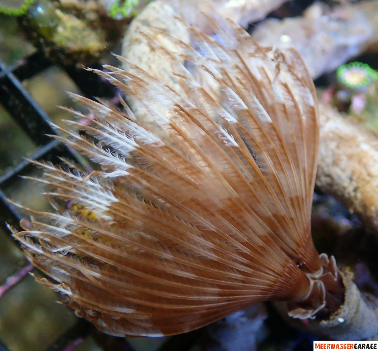 Tubo verme bicolore vari colori