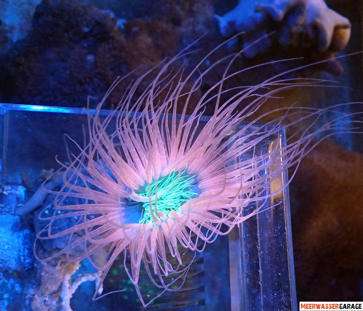 Pachycerianthus sp. Rosone cilindro L