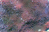 Arcobaleno di Montipora 