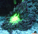 Phymanthus buitendijk - anémone des sables