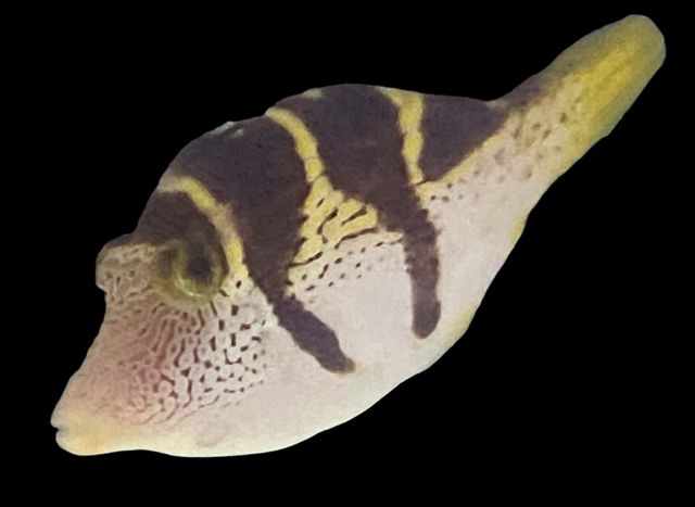 Paraluteres prionurus - Schwarzsattel-Feilenfisch