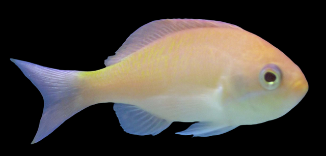 Pseudanthias marcia - Marcias Fahnenbarsch