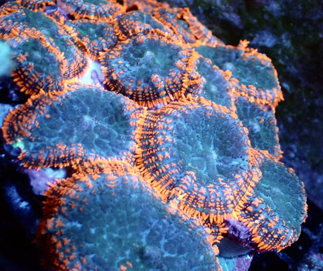 Rhodactis sp. Dark Center