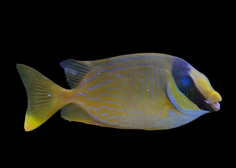 Siganus puellus - Masken-Kaninchenfisch