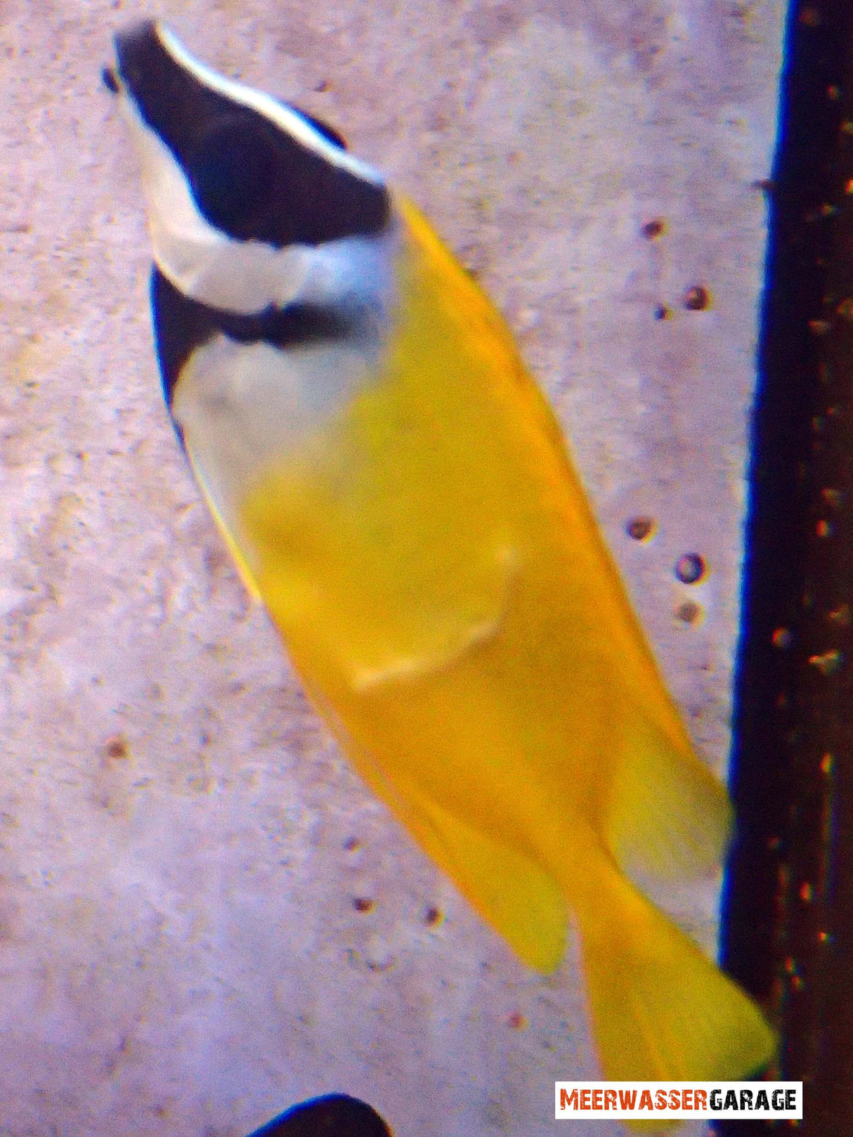 Siganus vulpinus - Fuchsgesicht 