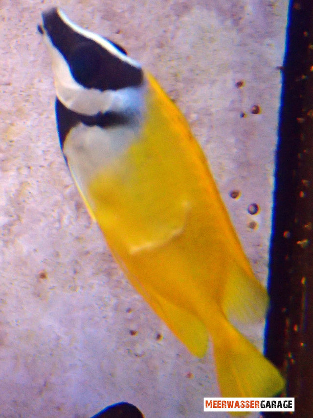 Siganus vulpinus - Fuchsgesicht 