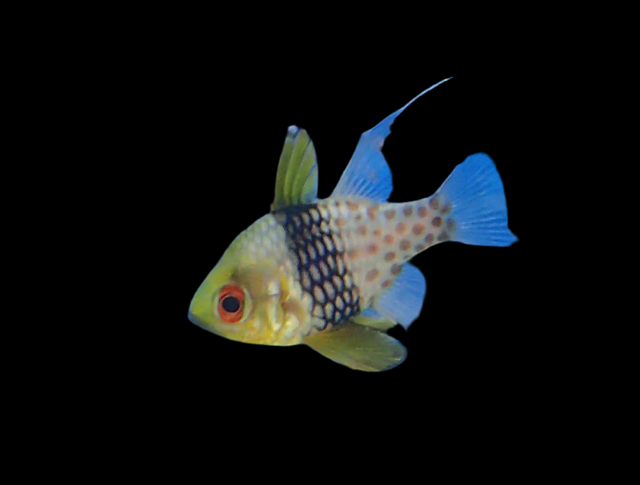 Sphaeramia nematoptera - Pyjama-Kardinalbarsch