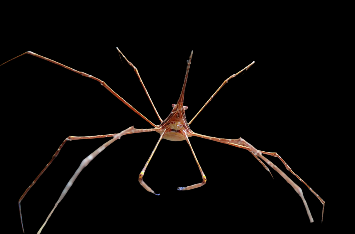 Stenorhynchus seticornis - Spinnenkrabbe