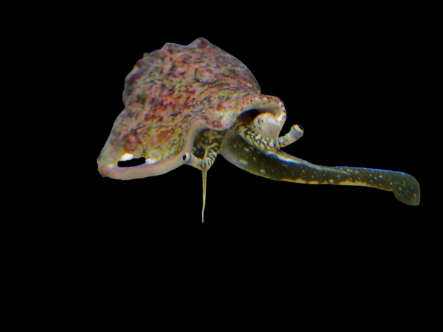 Strombus sp. Kegelfechterschnecke FRISST CYANOS