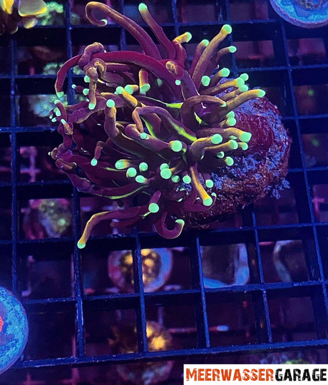 Euphyllia glabrescens NY Knicks