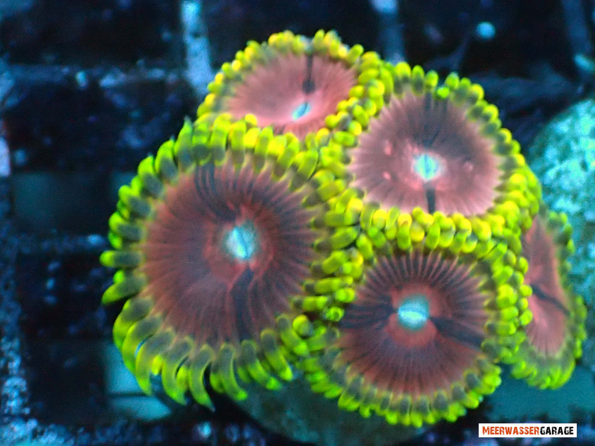 Faux piment Zoanthus