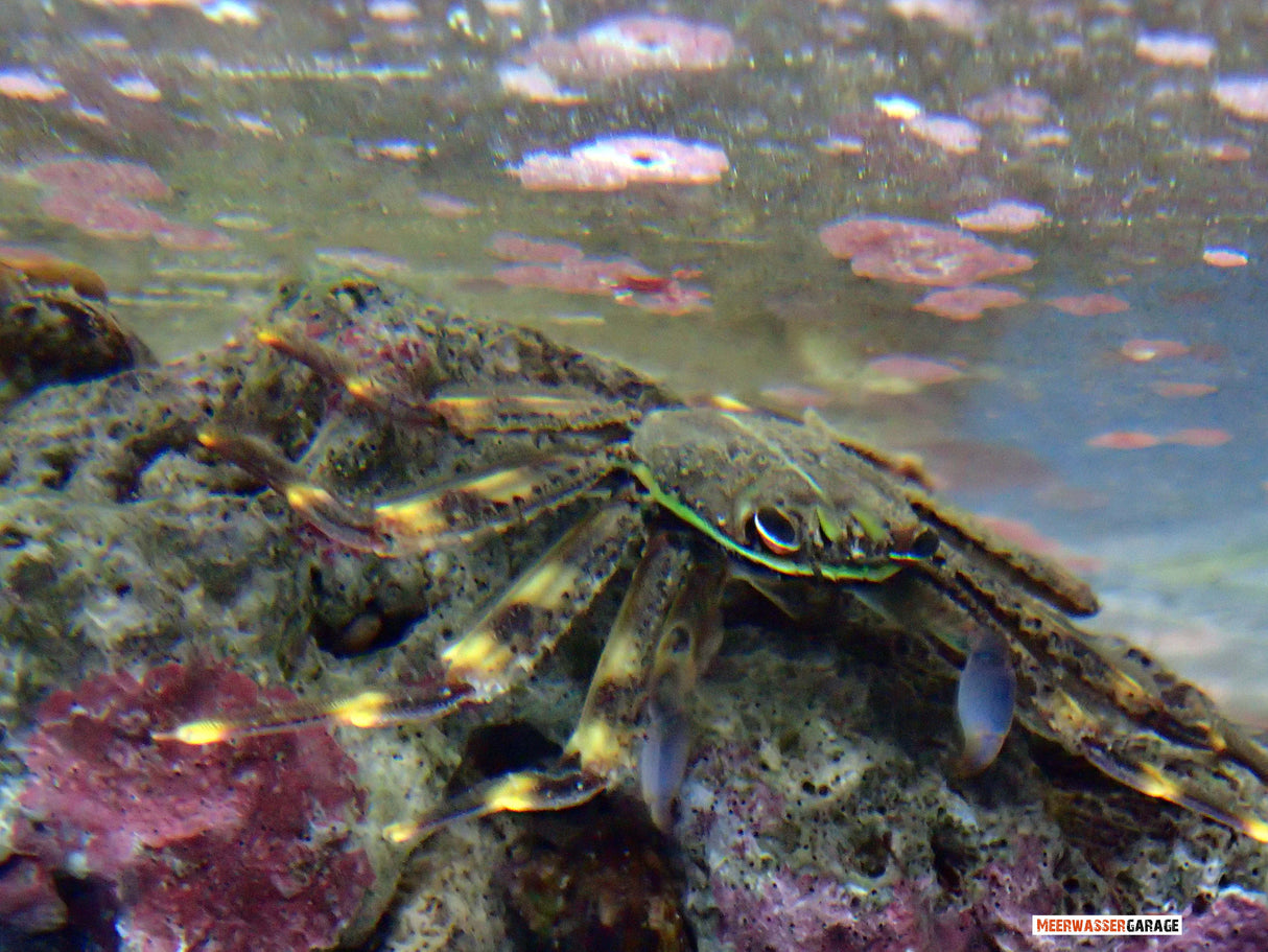 Percnon gibbesi - Felsenkrabbe