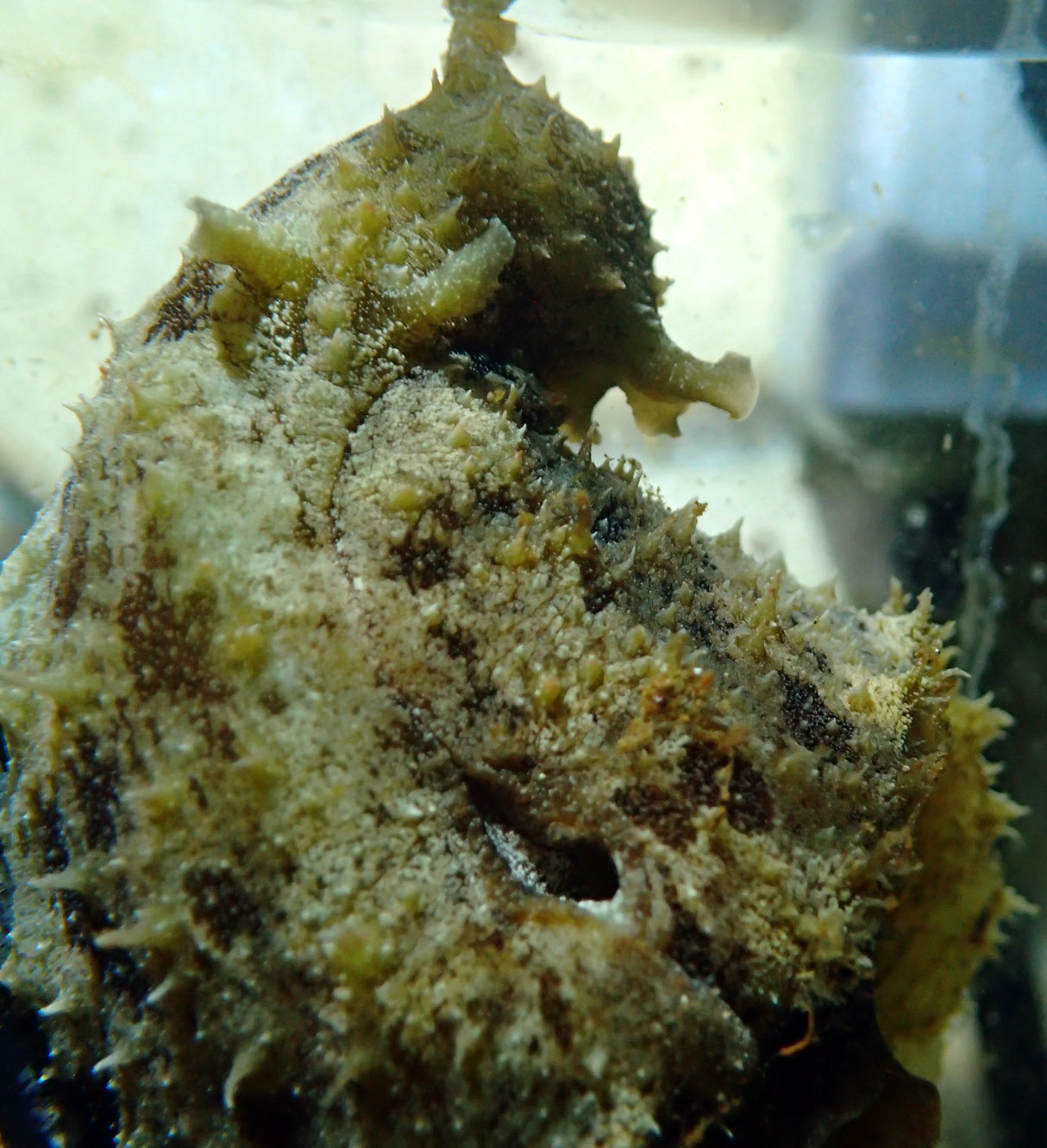 Lepre di mare - Dolabella auricularia