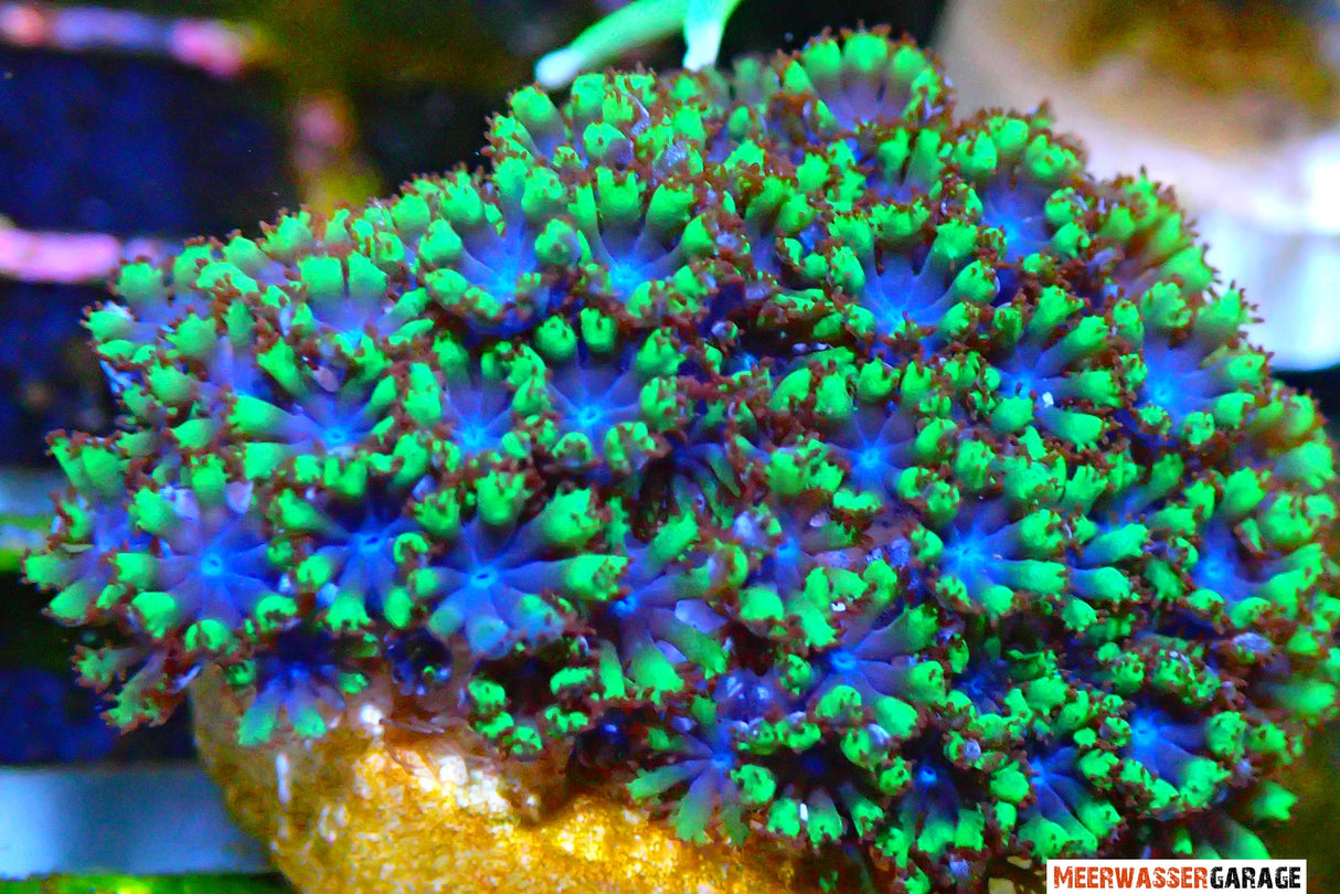 Alcyonium verseveldti - Corail mou bleu