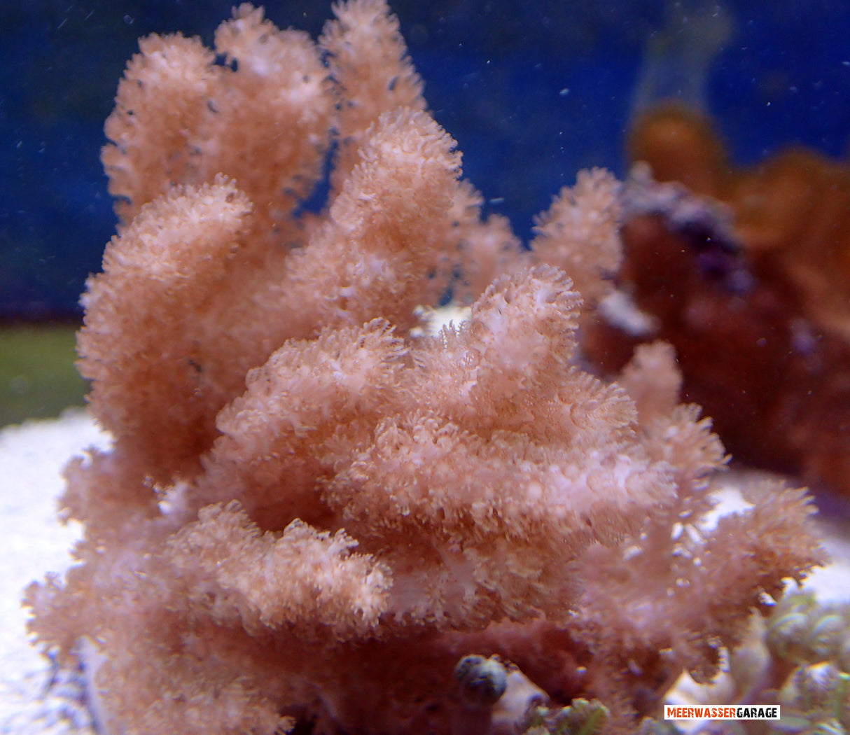 Cladiella sp.